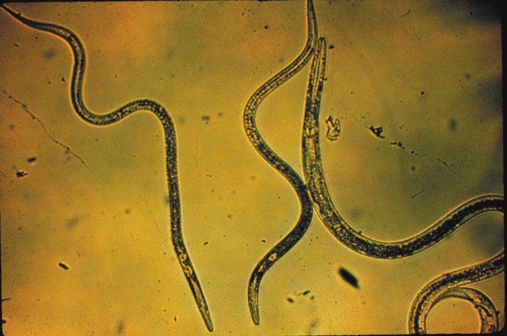 nematodes